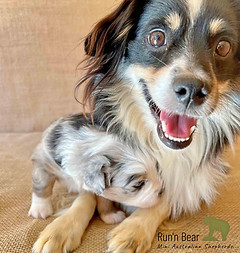blue-merle-mini-aussie-puppy-running-florida.jpg