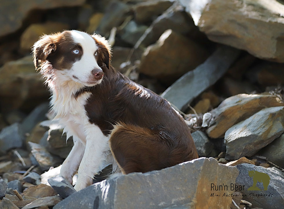 Dog sitting on a rock