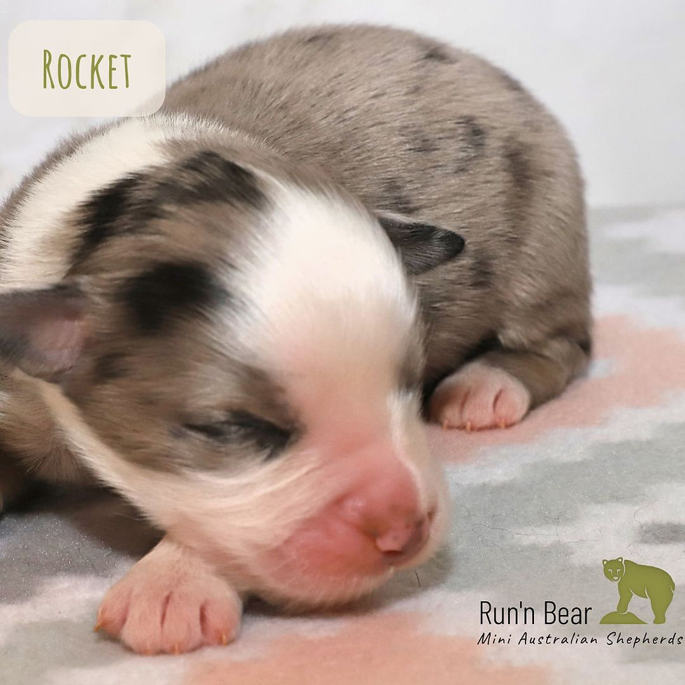 Blue Merle Miniature Australian Shepherd puppy