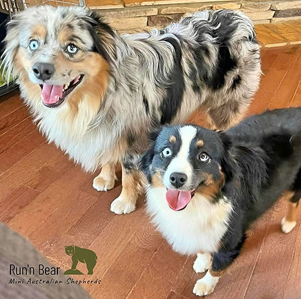 bear-katy-mini-aussies-blue-merle-and-black-tri-home-georgia.jpg