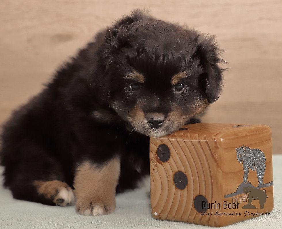 small Black Tri Miniature Australian Shepherd puppy