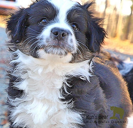 mini-aussie-banjo-show-dog-florida.jpg