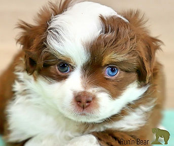 red-tri-mini-aussie-puppy-blue-eyes-runnbear.jpg