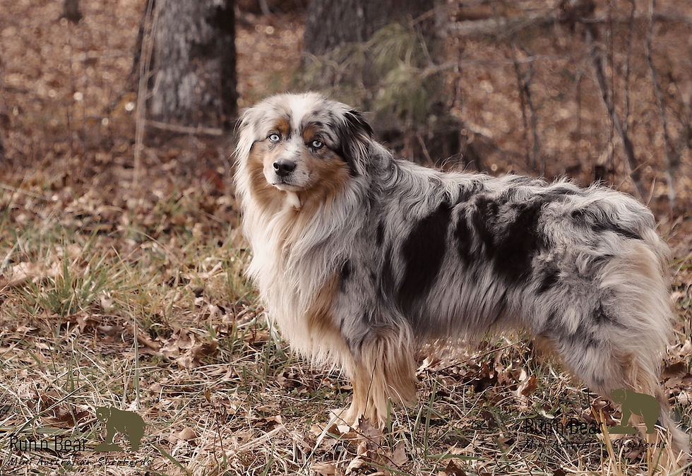 stunning Blue Merle Miniature Australian Shepherd