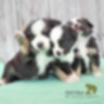 Three Mini Aussie puppies sitting together on green blanket. Taken at Run’n Bear Mini Aussies serving families in Georgia.