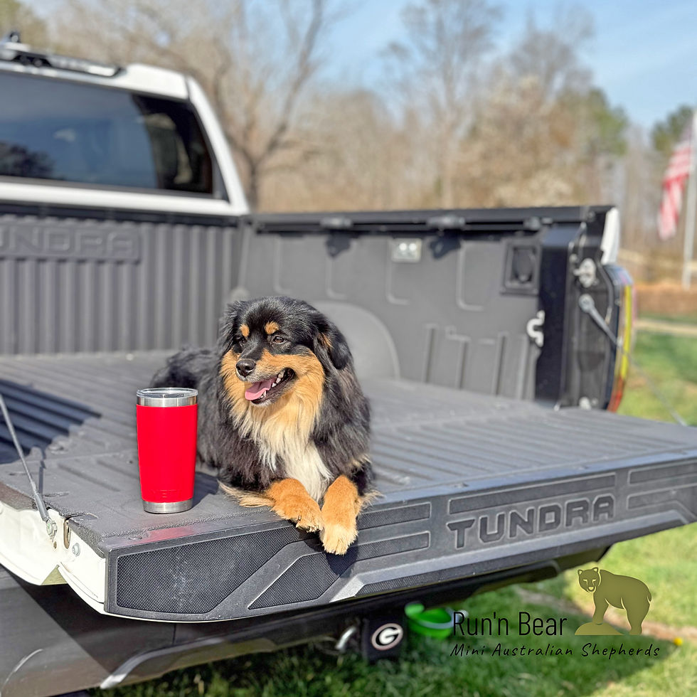 Black Miniature Shepard sitting on the tailgate of a pick up truck