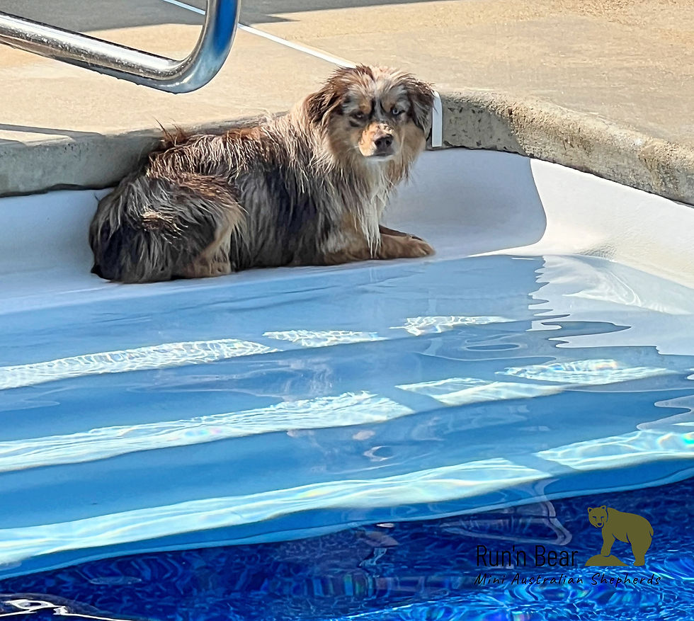 Red Merle laying down in a swimming pool