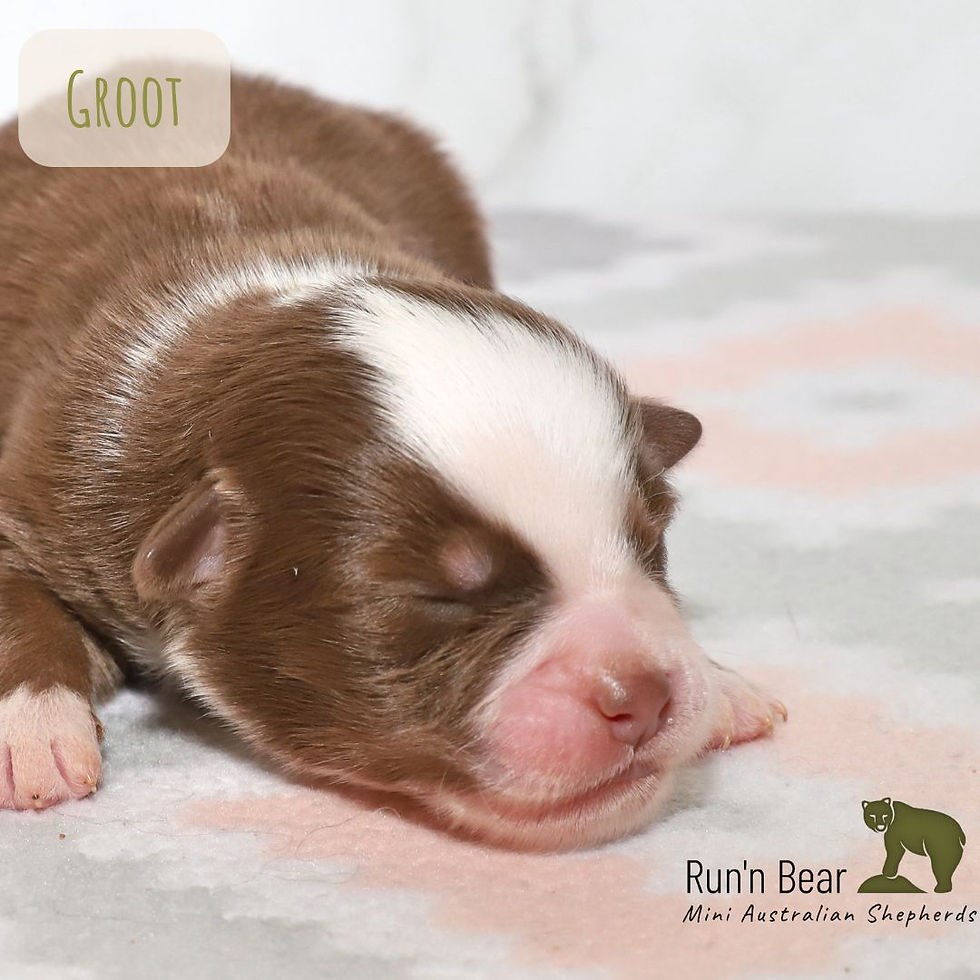 Red Tri Mini Aussie Puppy