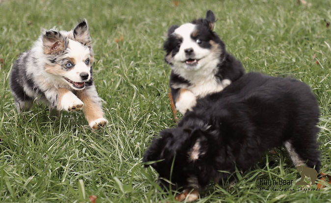 Miniature Aussie puppies playing with eachother