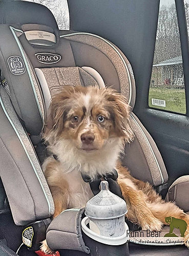 red-merle-mini-aussie-puppy-car-seat-georgia.jpg