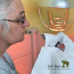 newborn-mini-aussie-puppy-care-georgia.jpg