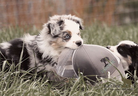 Mini Aussie puppies chewing hat