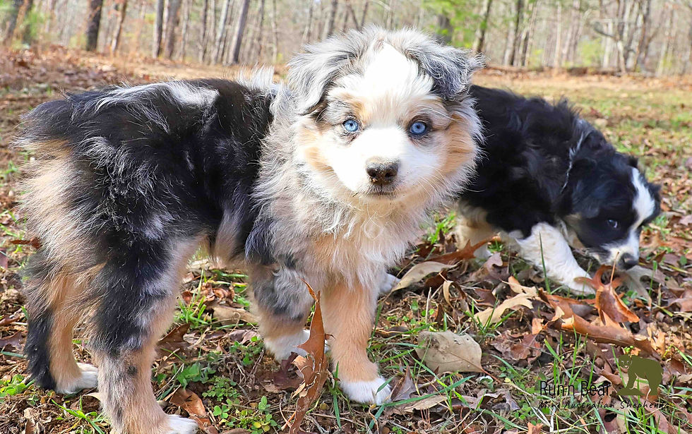 Blue merle Mini Aussies for sale in Florida with bright blue eyes standing outdoors in the leaves