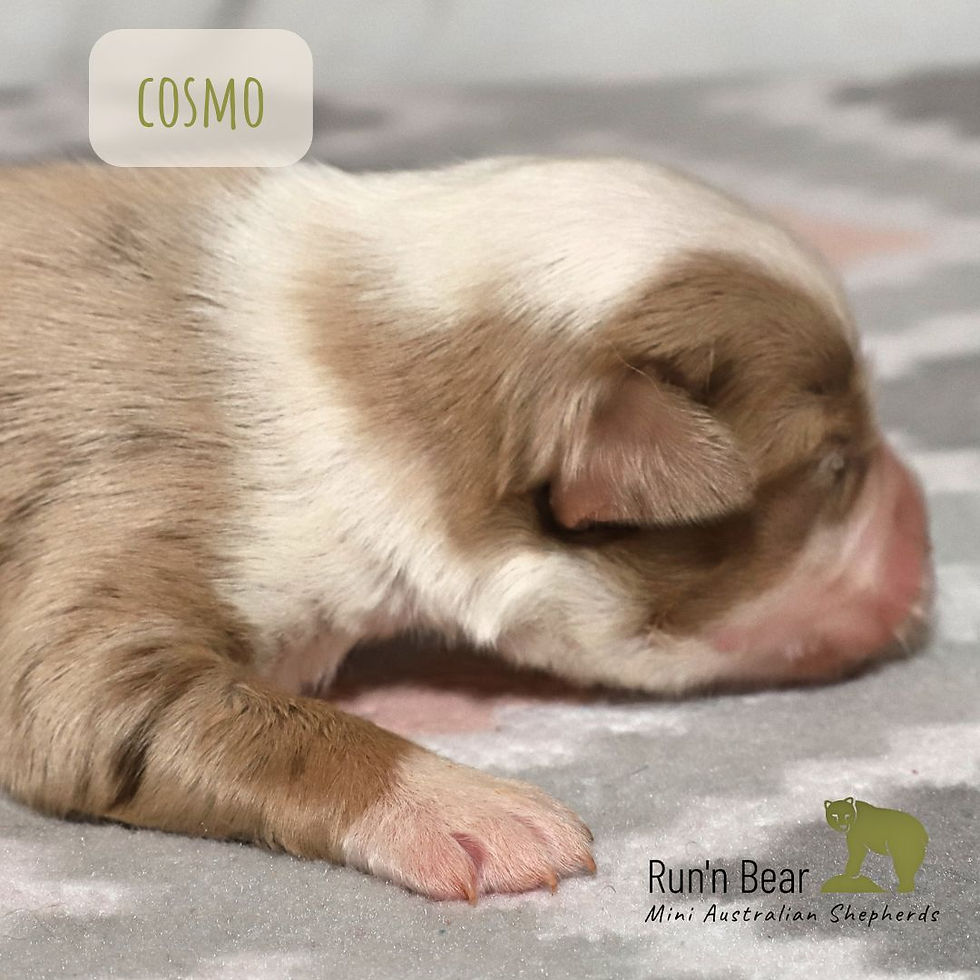 Red Merle Mini Aussie Male