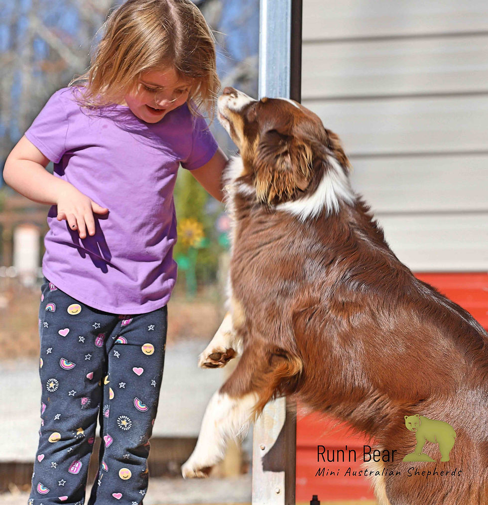 Young child playing outside with red tri Mini Aussie. Taken at Run’n Bear Mini Aussies serving families in Florida.