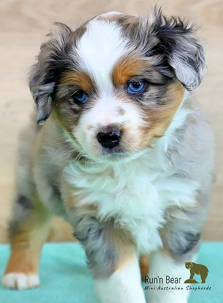 One month old Blue Merle Mini Aussie puppy