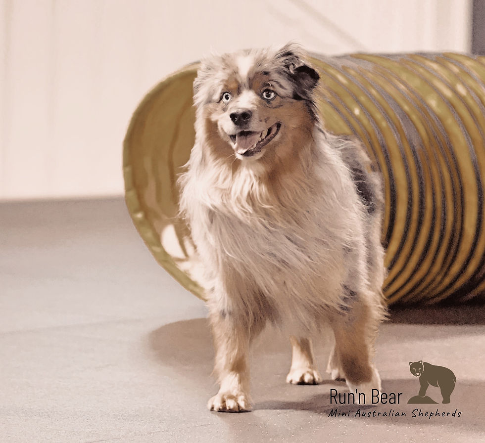 Blue Merle Miniature Aussie running out of tunnel during agility training