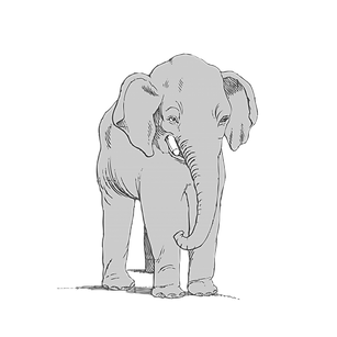Elelphant_edited.png