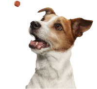 Perro atraido por un comprimido antiparasitario