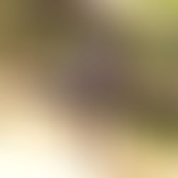 CONHEÇA O PARQUE ECOLÓGICO DA BARREIRA EM ITARARÉ COM SEU CACHORRO