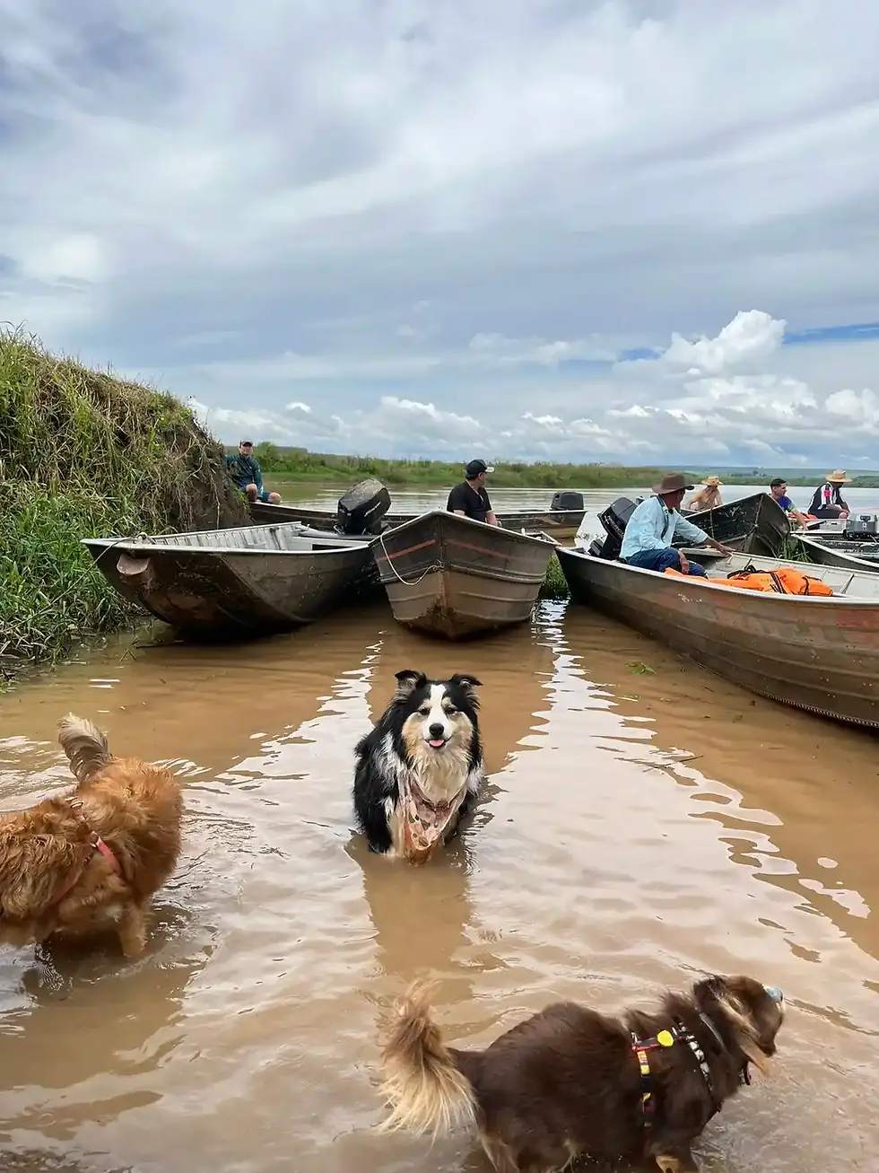Um grupo de pessoas e cachorros brincando em um lago, com barcos ao fundo em um dia ensolarado. A cena transmite descontração e natureza.