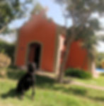 hotel pet friendly, villa rossa, viagem com cachorro, quarteto fofastico