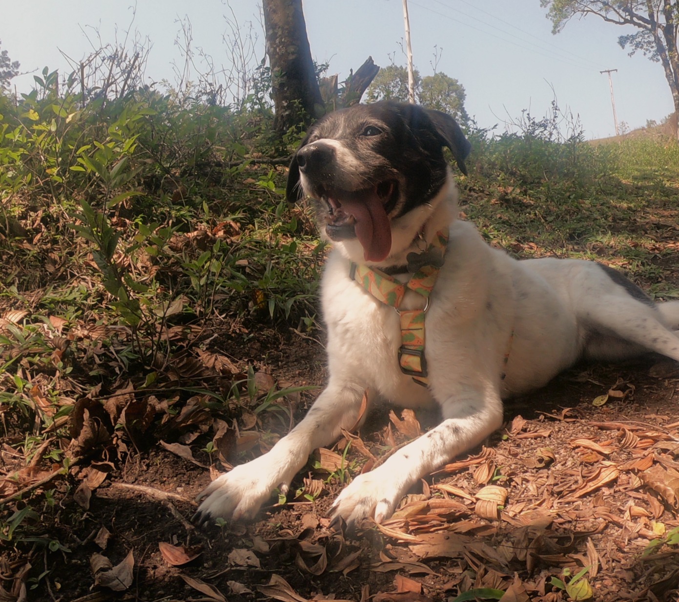 UM DIA NO CÃMPO II