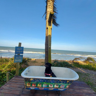 Bella curtindo a vista para o mar na Oca Caraíva, hostel pet friendly em Caraíva