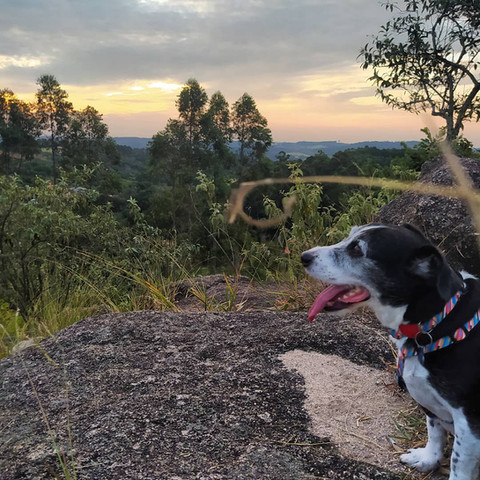 pico das cabras pôr do sol com cachorro