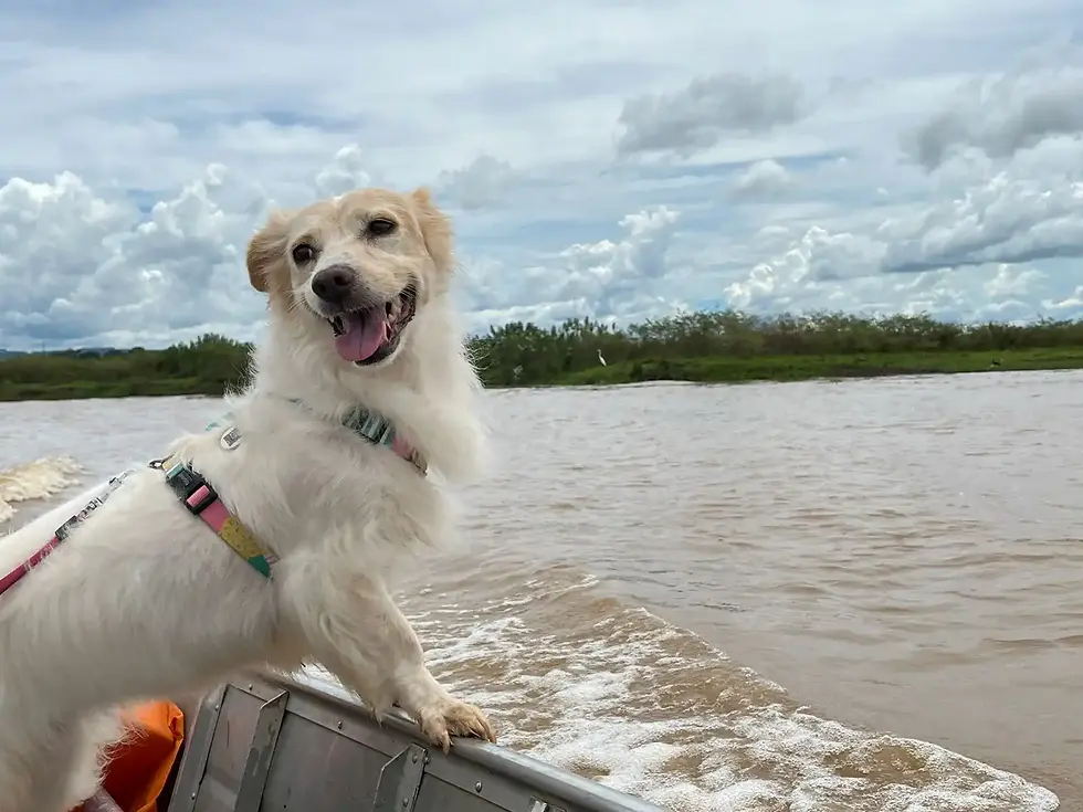 Cachorro feliz aproveitando um passeio de barco em um dia ensolarado, com um sorriso no rosto e as nuvens ao fundo.