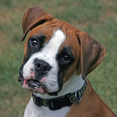 CACHORRO TEM CONSCIÊNCIA?