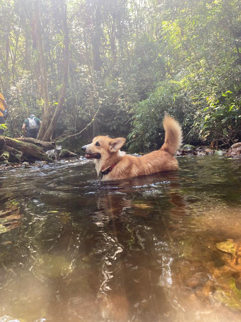 corgi nadando trilha e acampamento com cachorro
