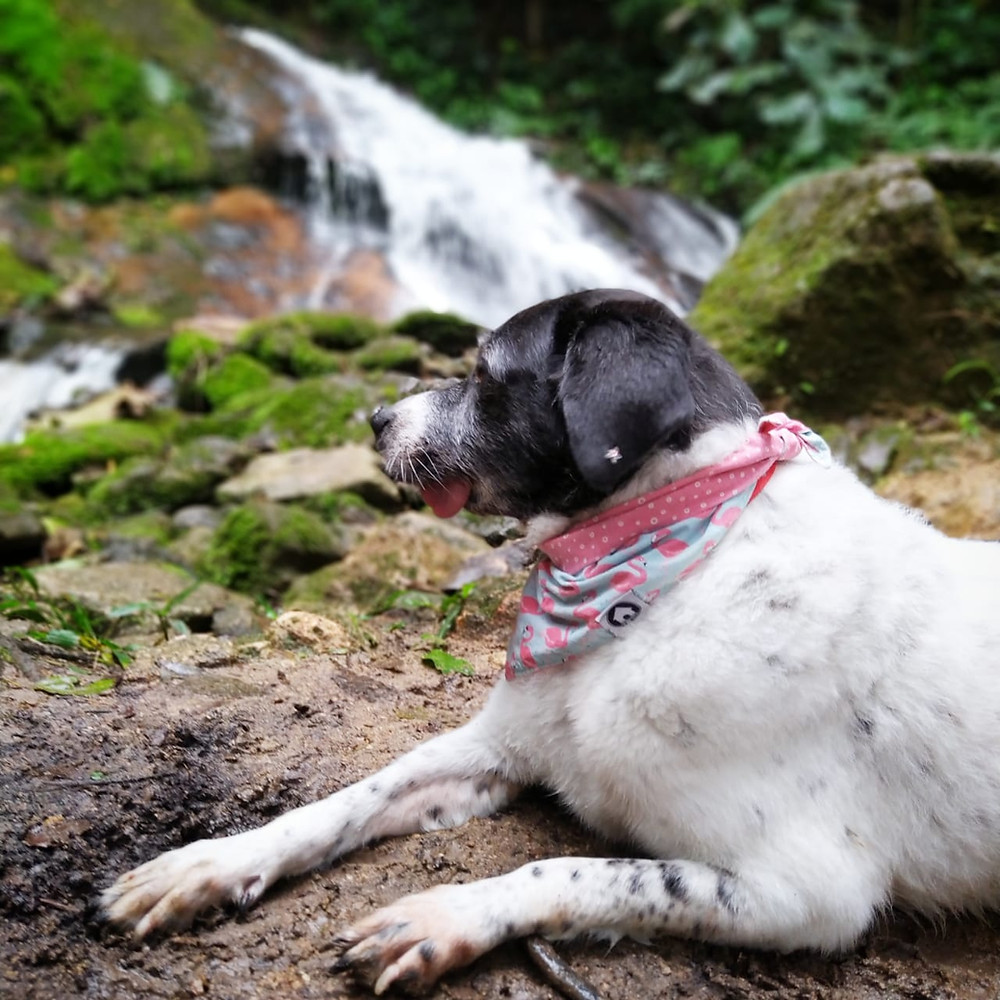 pousada pet friendly, pegada da onça, tapirai, cachoeira, mata, trilha pet