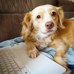blog cãomigo cachorro quarteto fofastico.jpeg