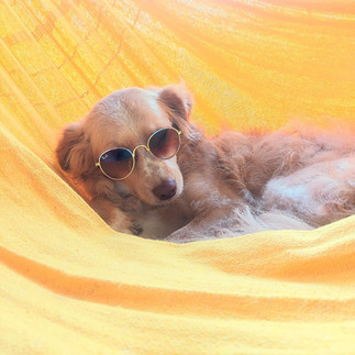 Cacau, vira-lara caramelo, curtindo rede de frente para o mar, pet friendly  em Caraíva 