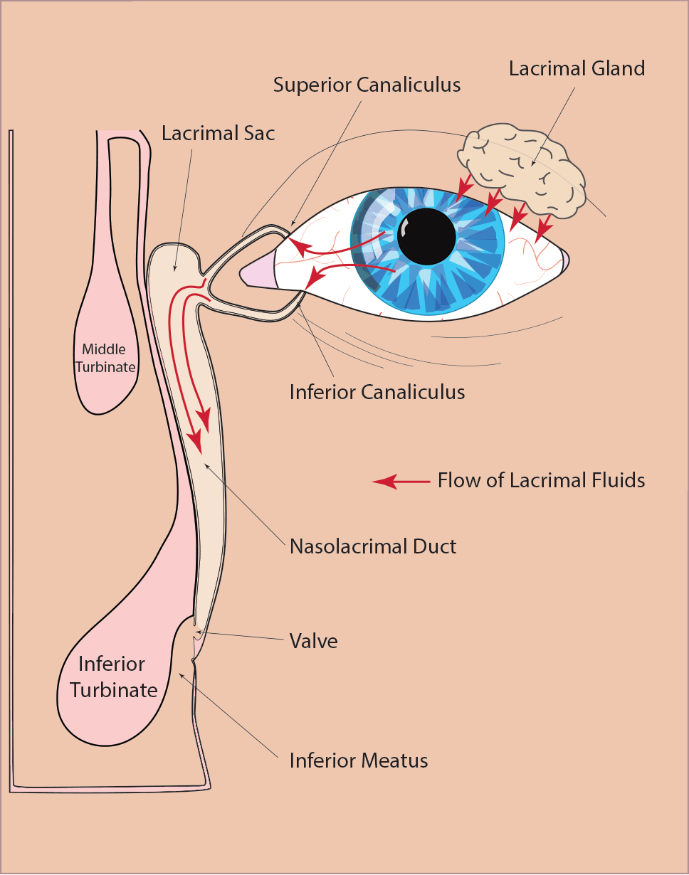 Nasolacrimal apparatus