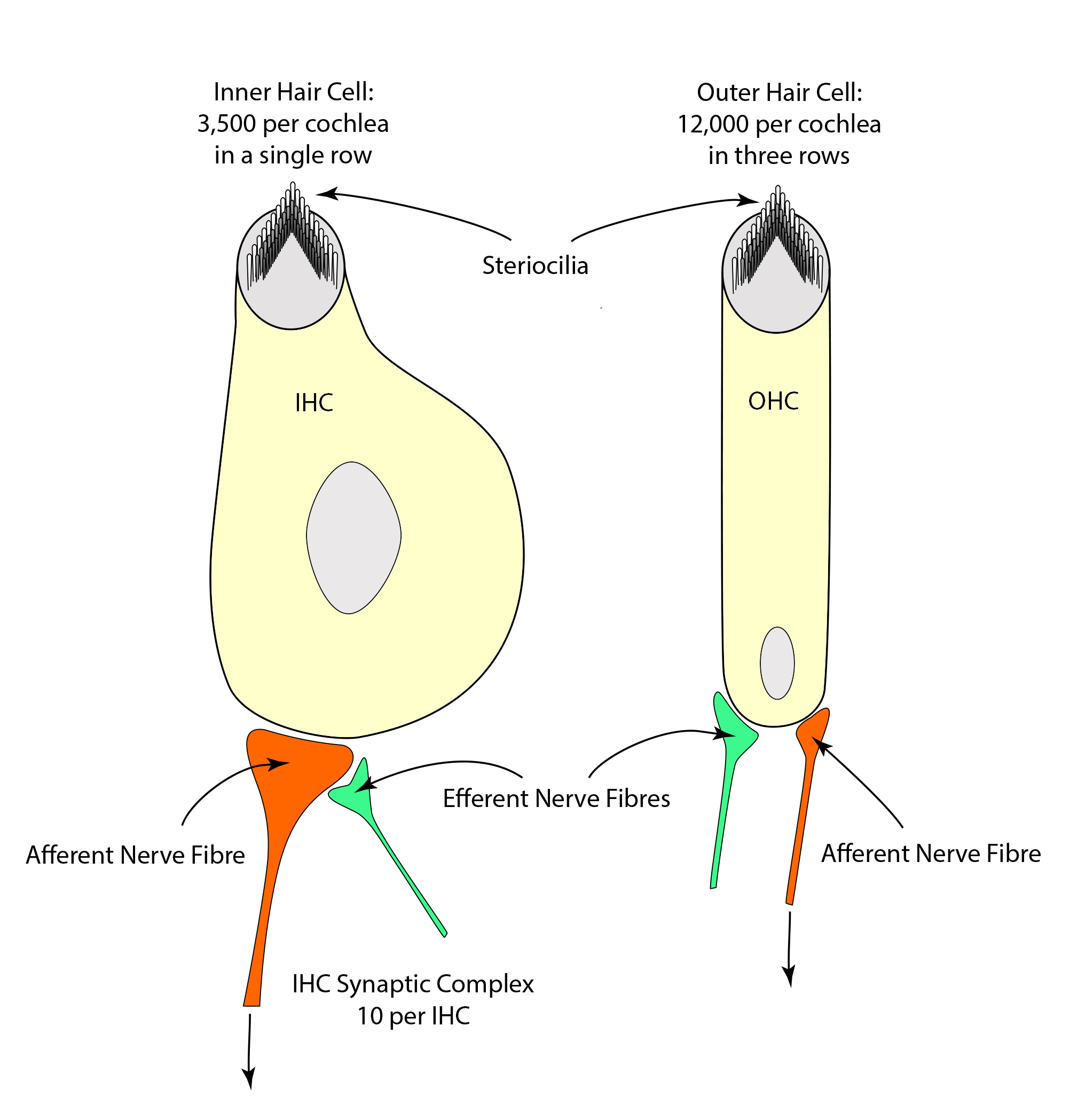 Inner ear hair cells