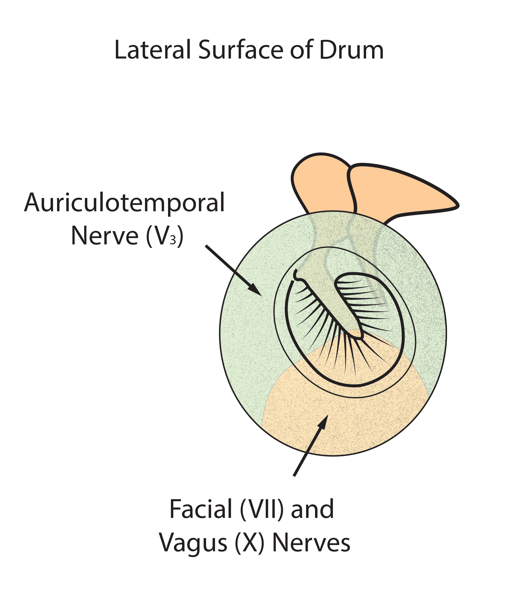 drum-sensation-lateral-for-web.gif