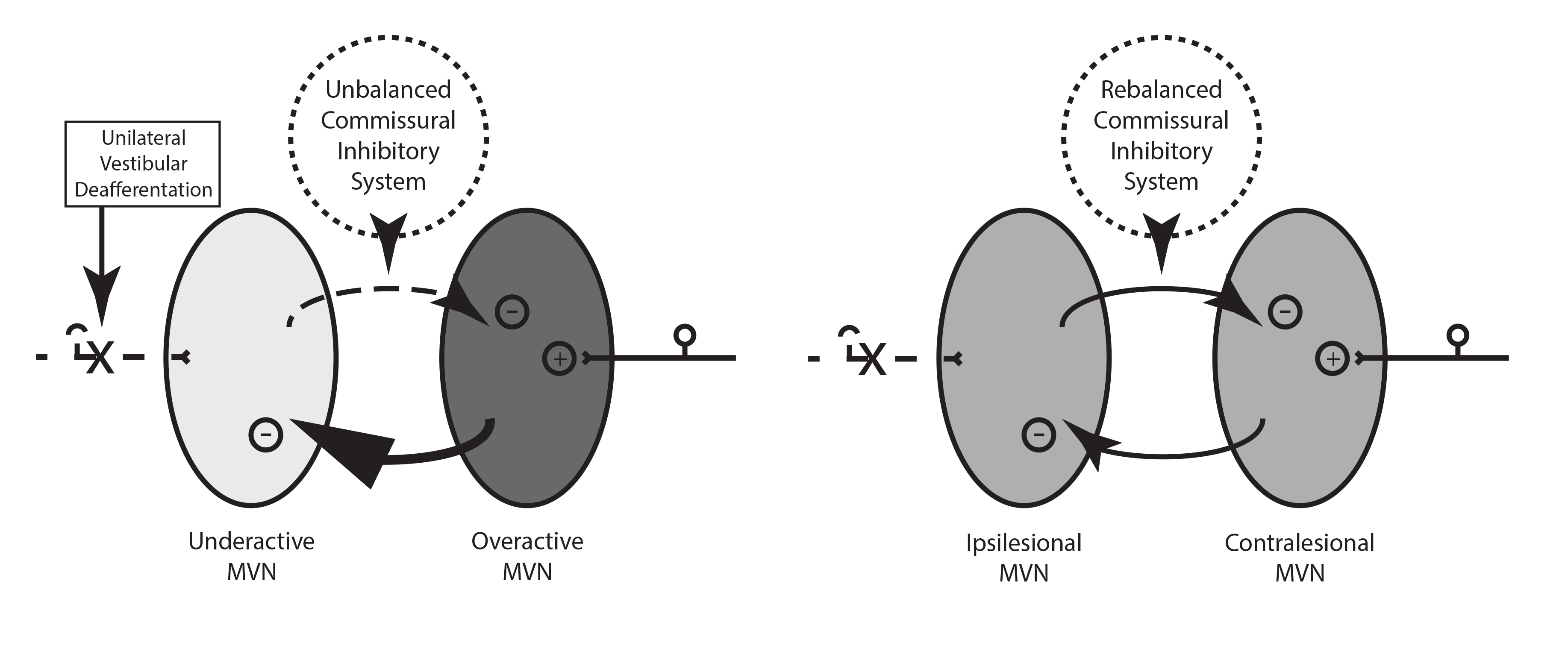 commissural-system-uVD-rebalanced.gif