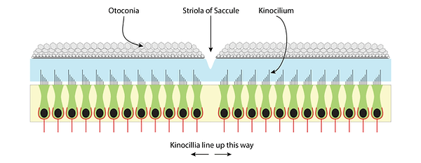 macula-striola-saccule.gif