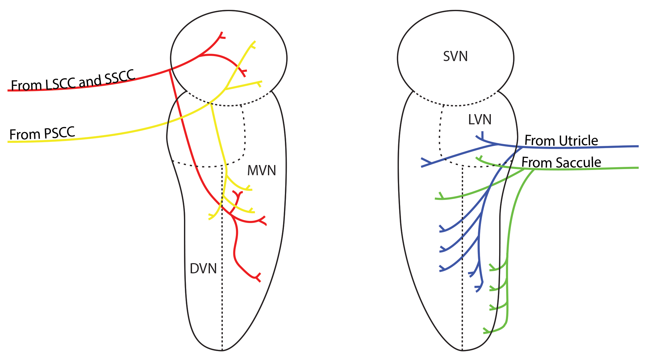 vestibular-nuclei-inputs.gif