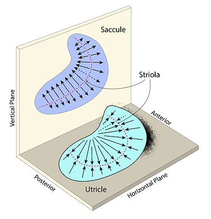macular-anatomy.gif