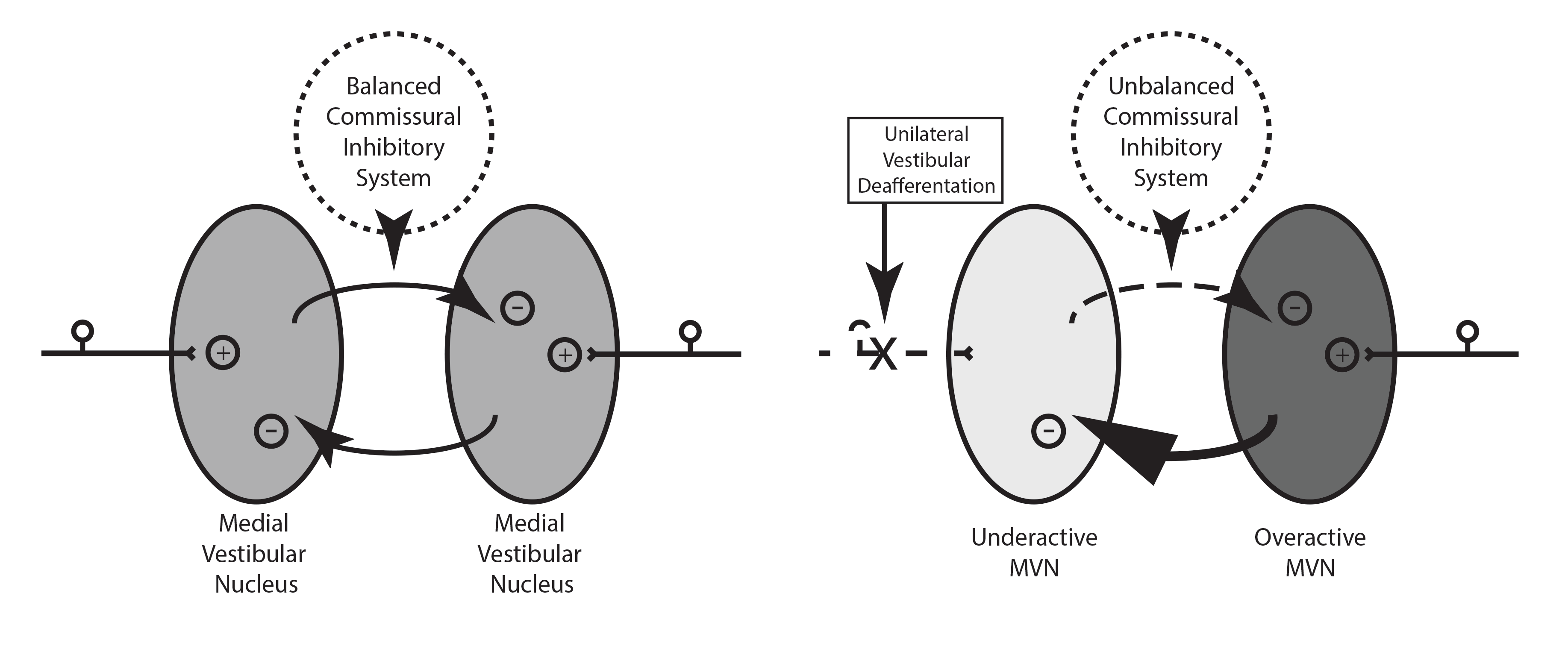 commissural-system-uVD.gif