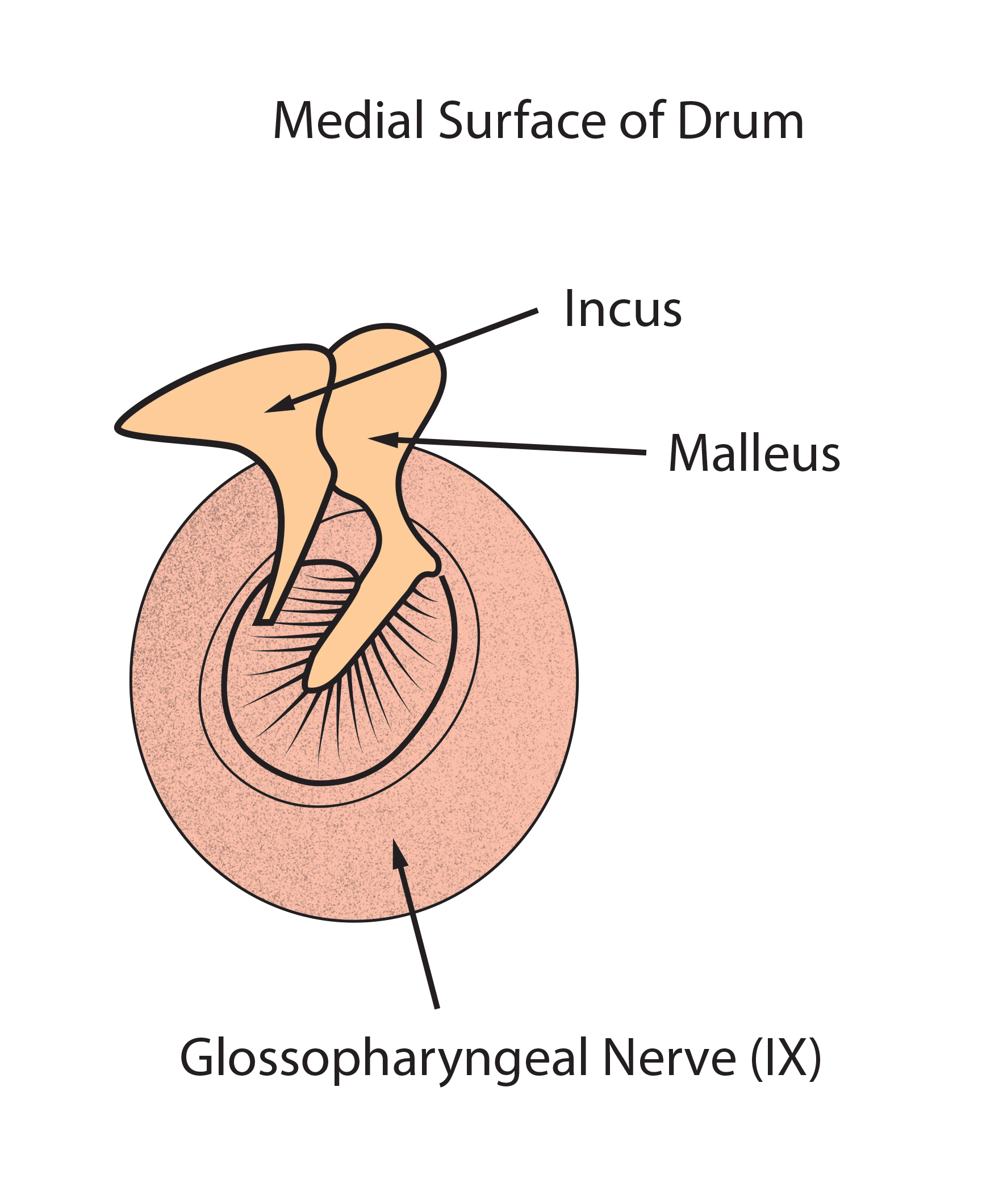 drum-sensation-medial-surface-for-web.gi