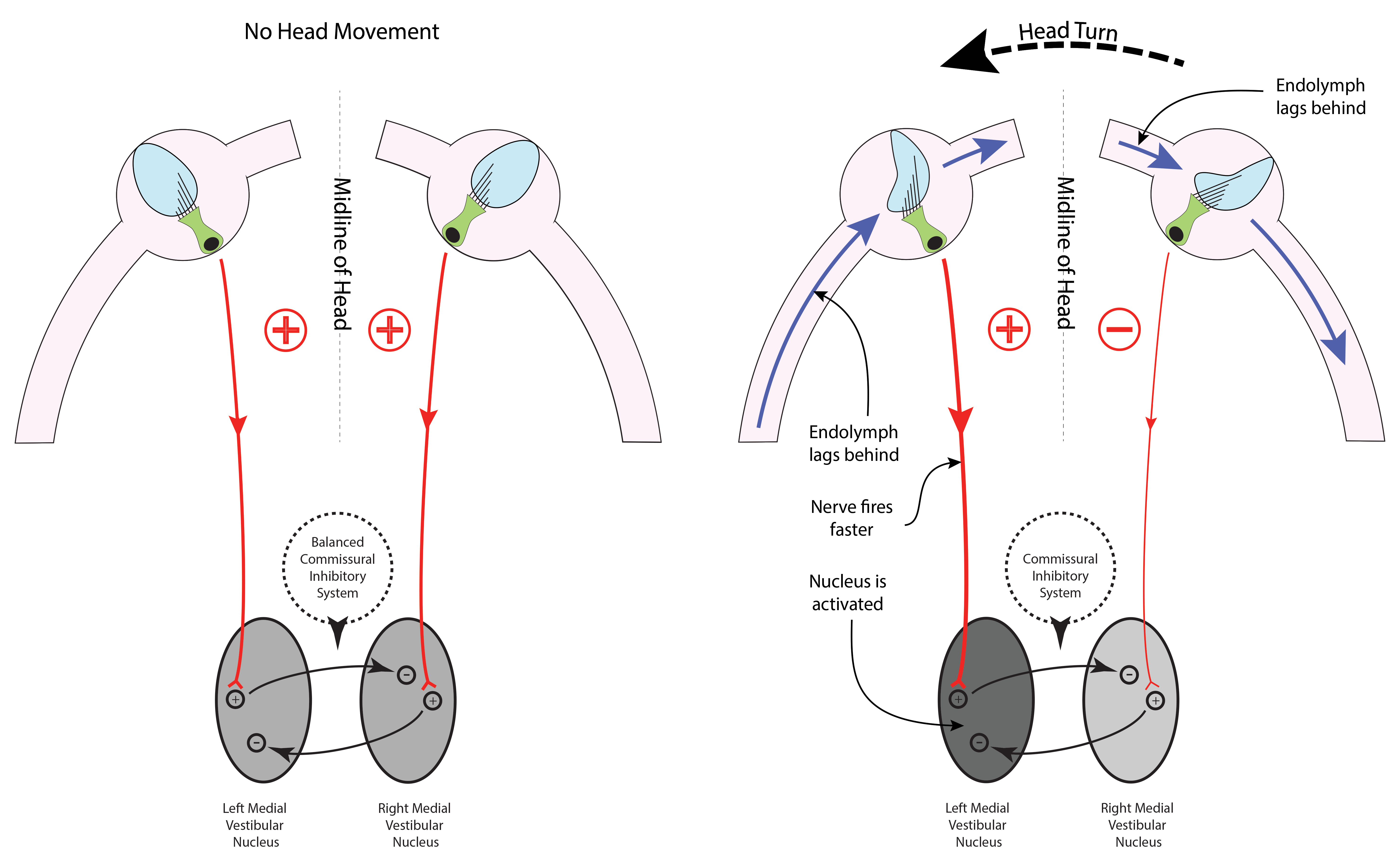 commissural-system-in-action.gif