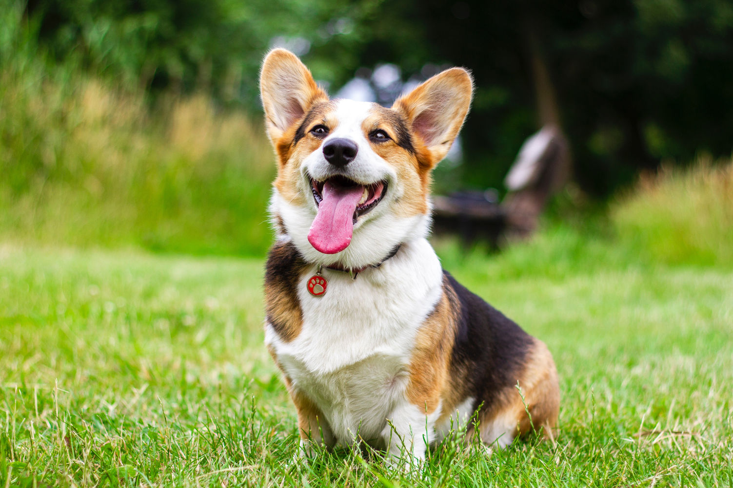 Dog Pets Avenue Vet - Care to Go Beyond. Open Till Midnight