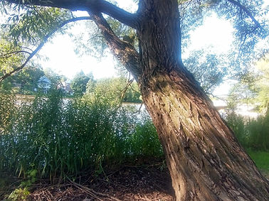 IMG_20230729_173356201_HDR.jpg