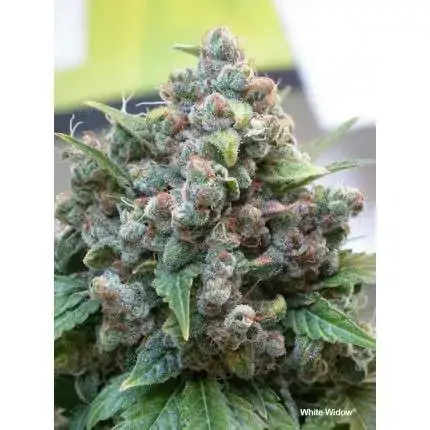 Miniatura: White Widow