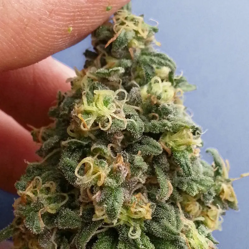Miniatura: CBD Kush
