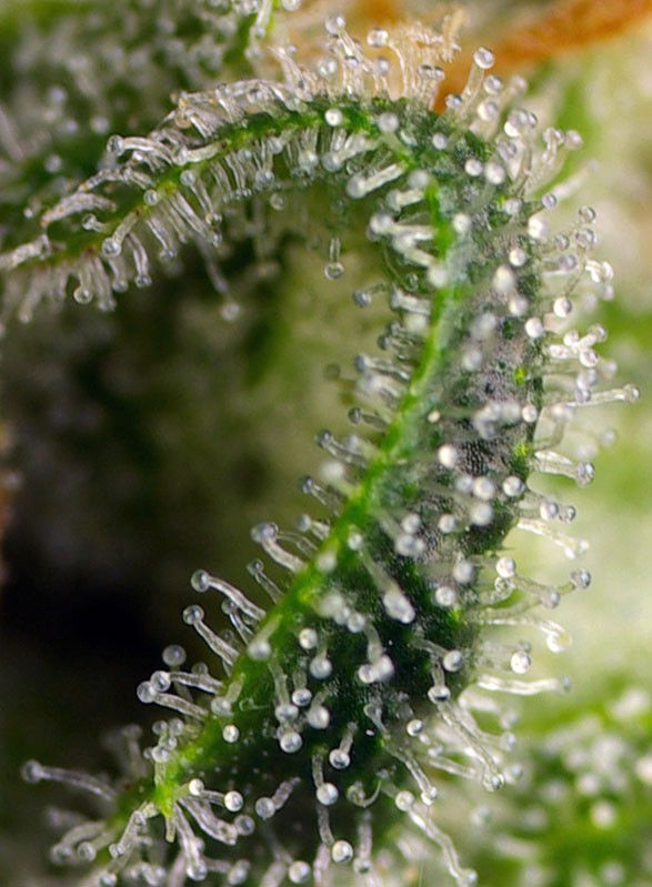 Miniatura: Sweet Pure CBD